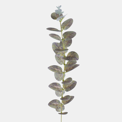 Eucalyptus twig, T.T. Gray A707-03