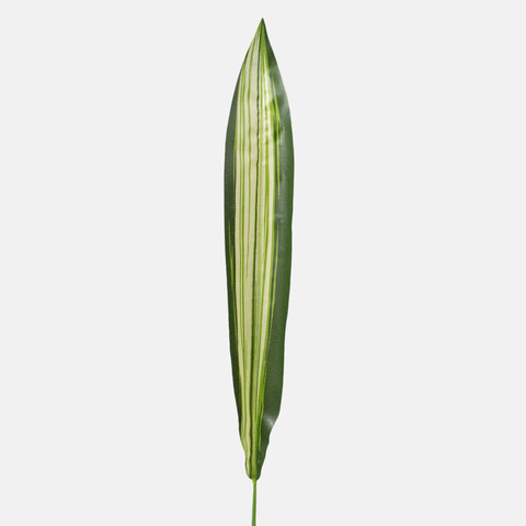 Dracaena leaf A101