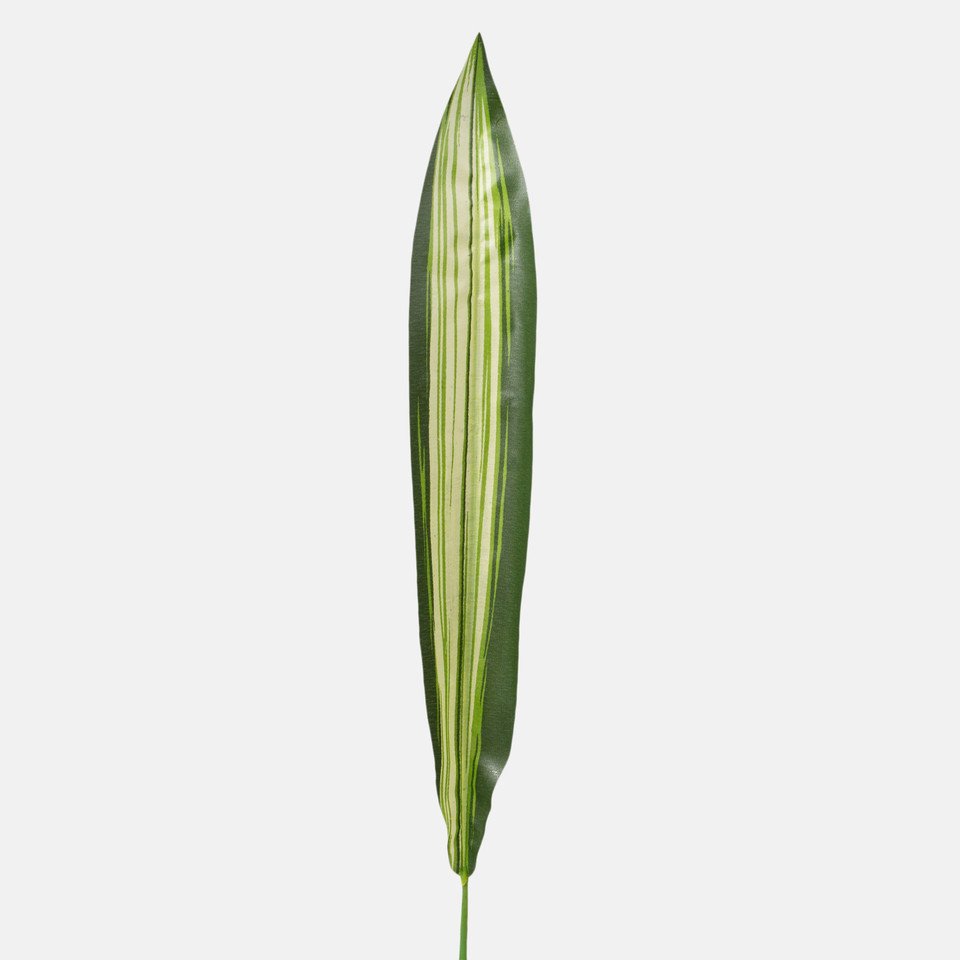 Dracaena leaf, Green A101