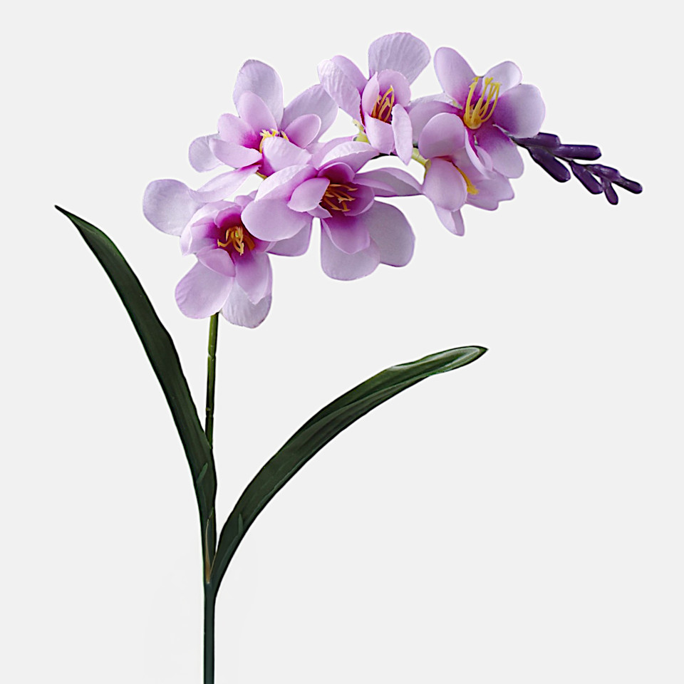 Freesia, Lilac G469-06