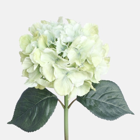 Hortensja gumowana, Green BGK096-01