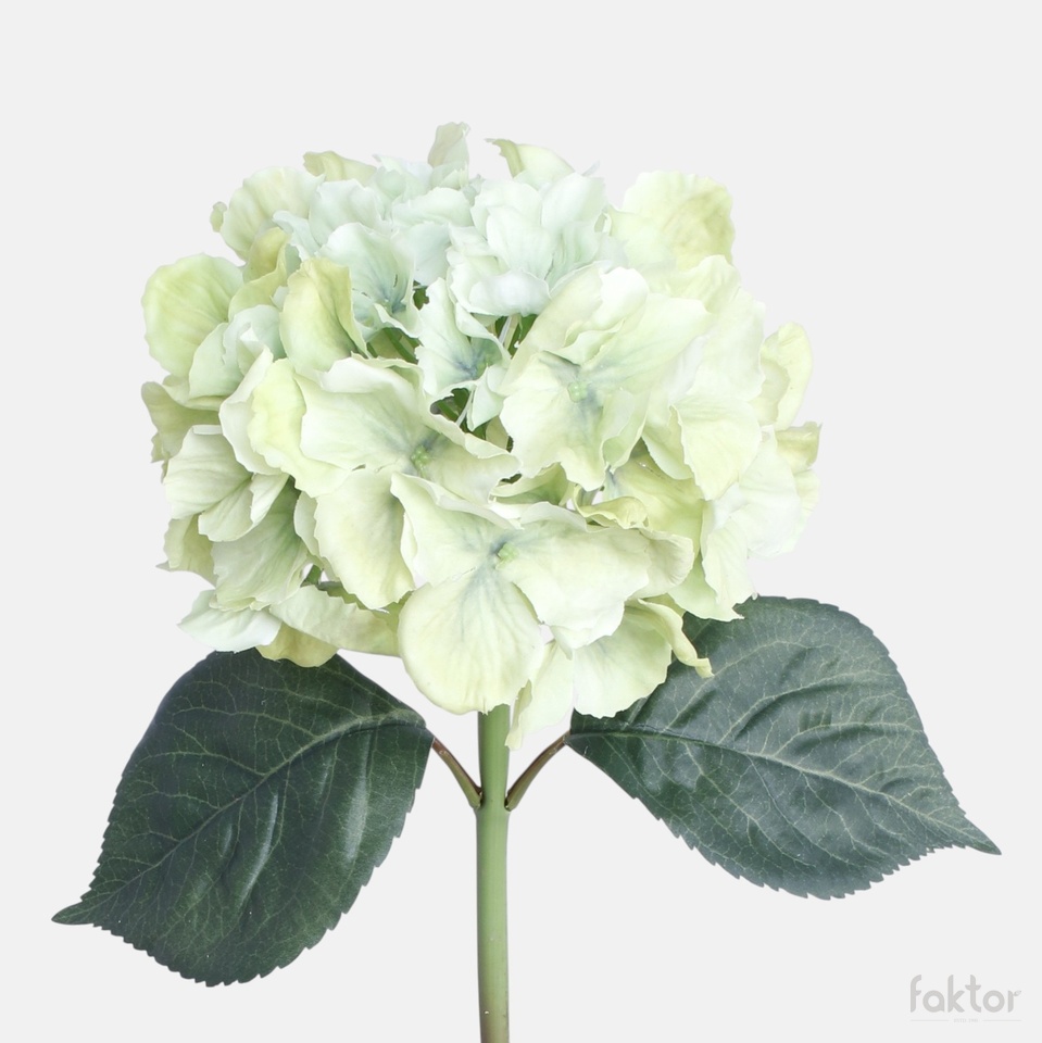 Hortensja gumowana, Green BGK096-01