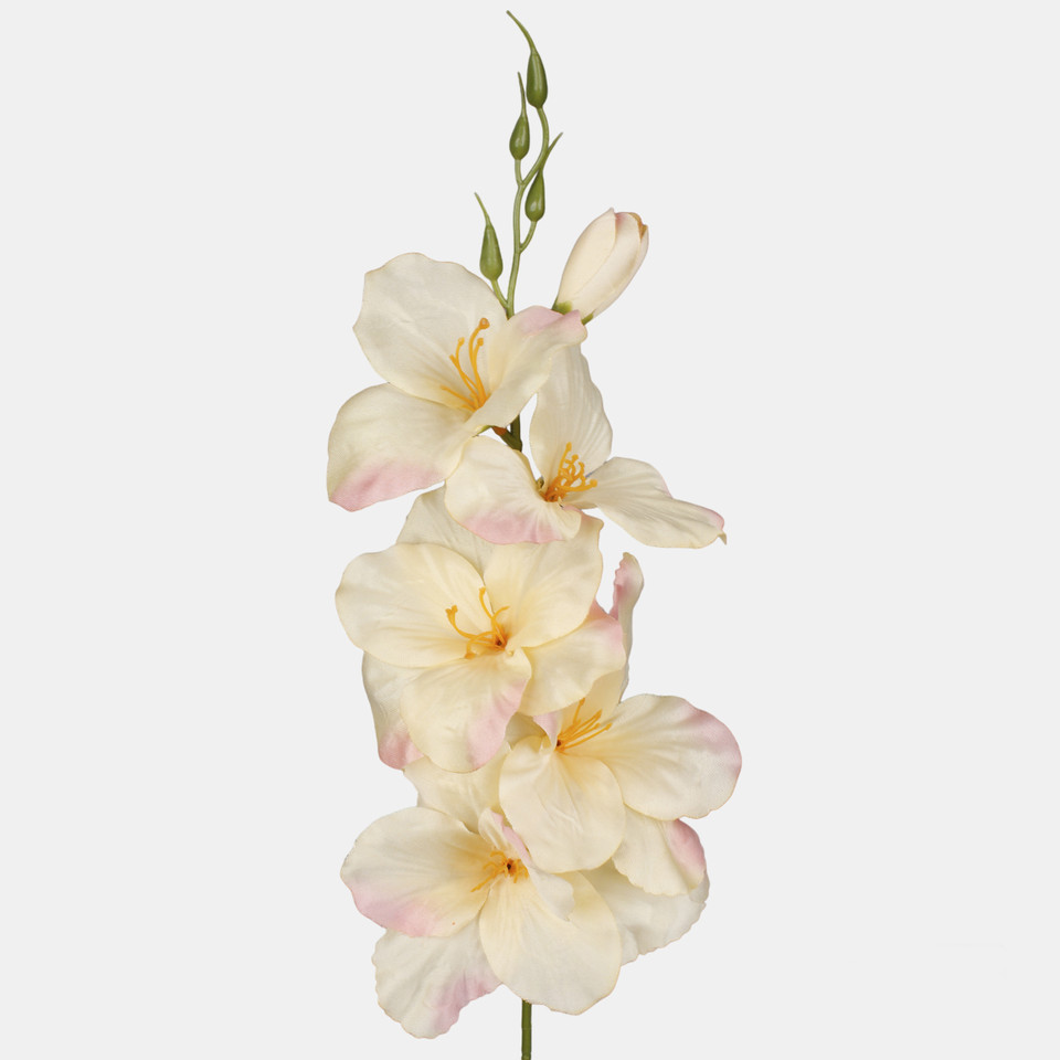 Satin gladiolus, Lt. Yellow/Pink Edge G190K-03