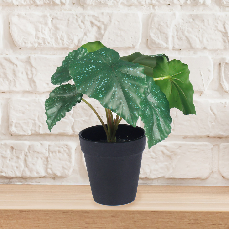 Begonia w doniczce, Green Z206-01