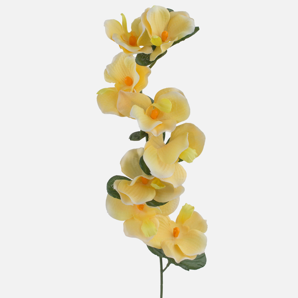 Orchid, Mix 3 G071-03