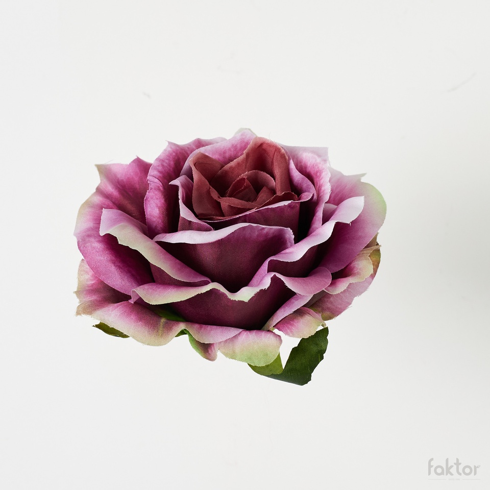 Róża, Dk.Purple B52-073