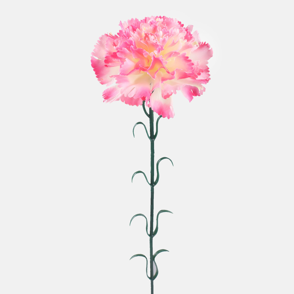 Goździk, T.T. Pink L149-02