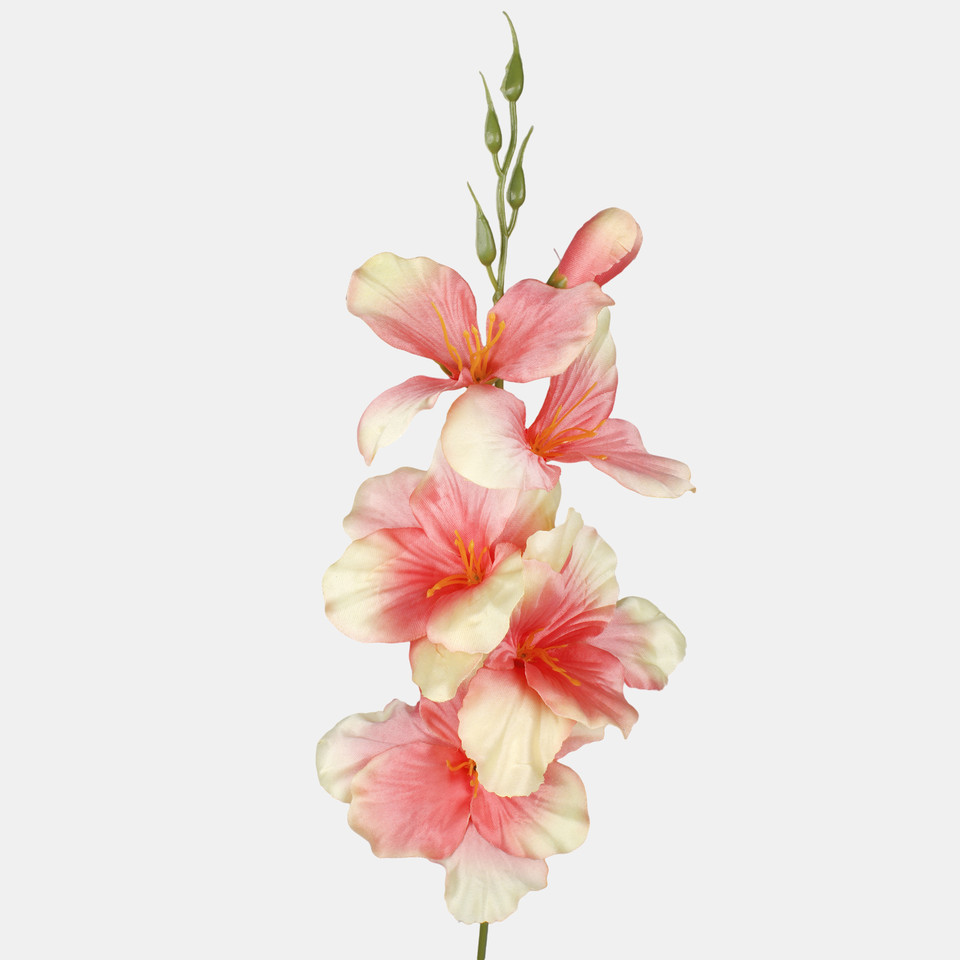 Satin gladiolus, Peach/Lt. Yellow G190K-04