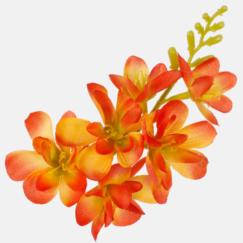 Frezja satynowa, Orange W677-09