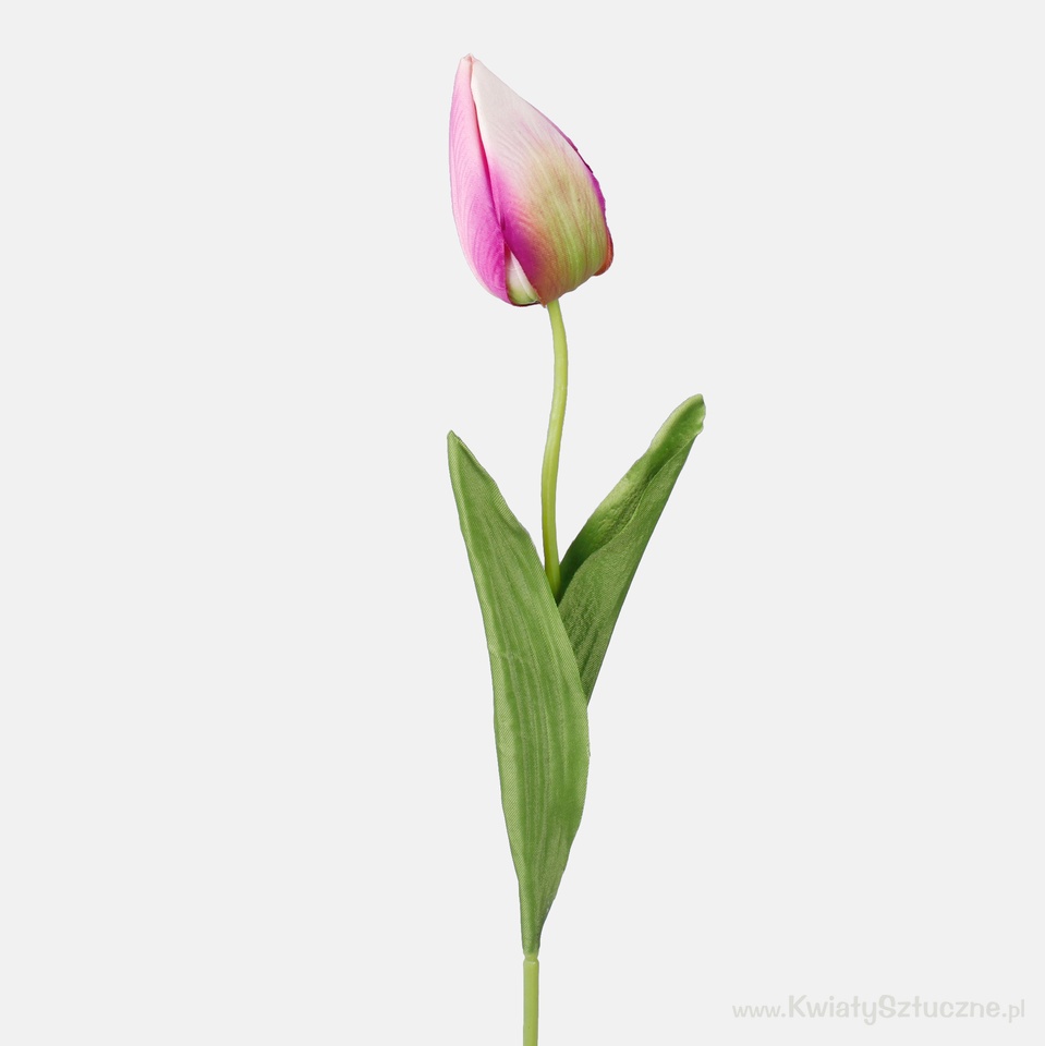 Tulip, Lilac/Cream/Green (7) G166-03