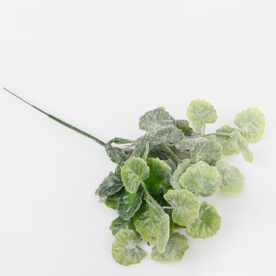 Geranium, T.T. Green A313