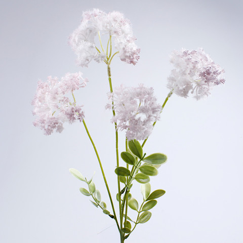 Chervil, Violet G493-04