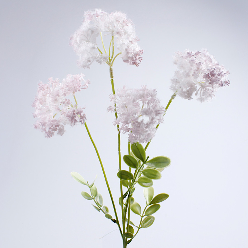 Trybula, Violet G493-04