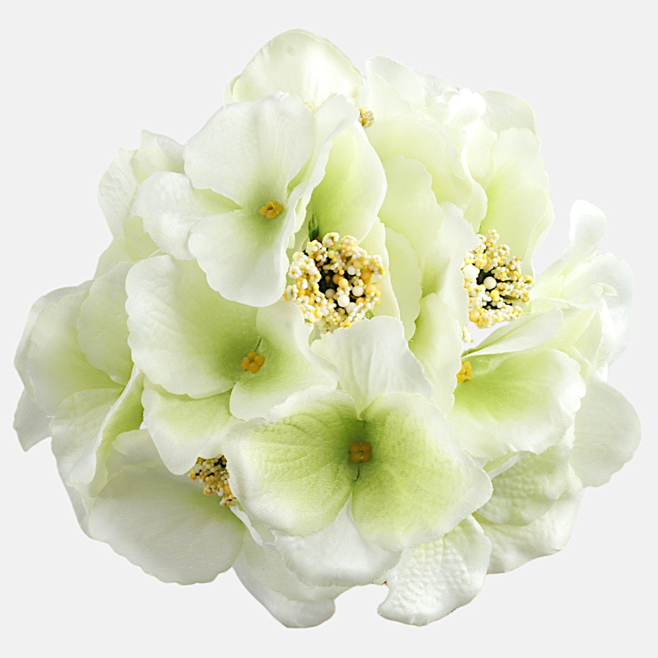 Hortensja satynowa, Lt. Green W611-03