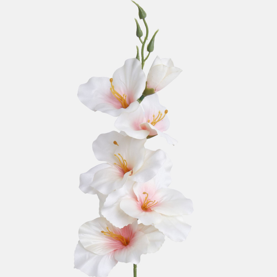 Satin gladiolus, Autumn Cream G190K-18