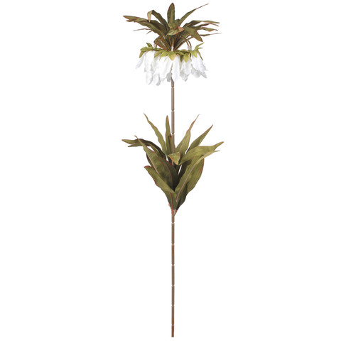 Crown imperial, White L020-01