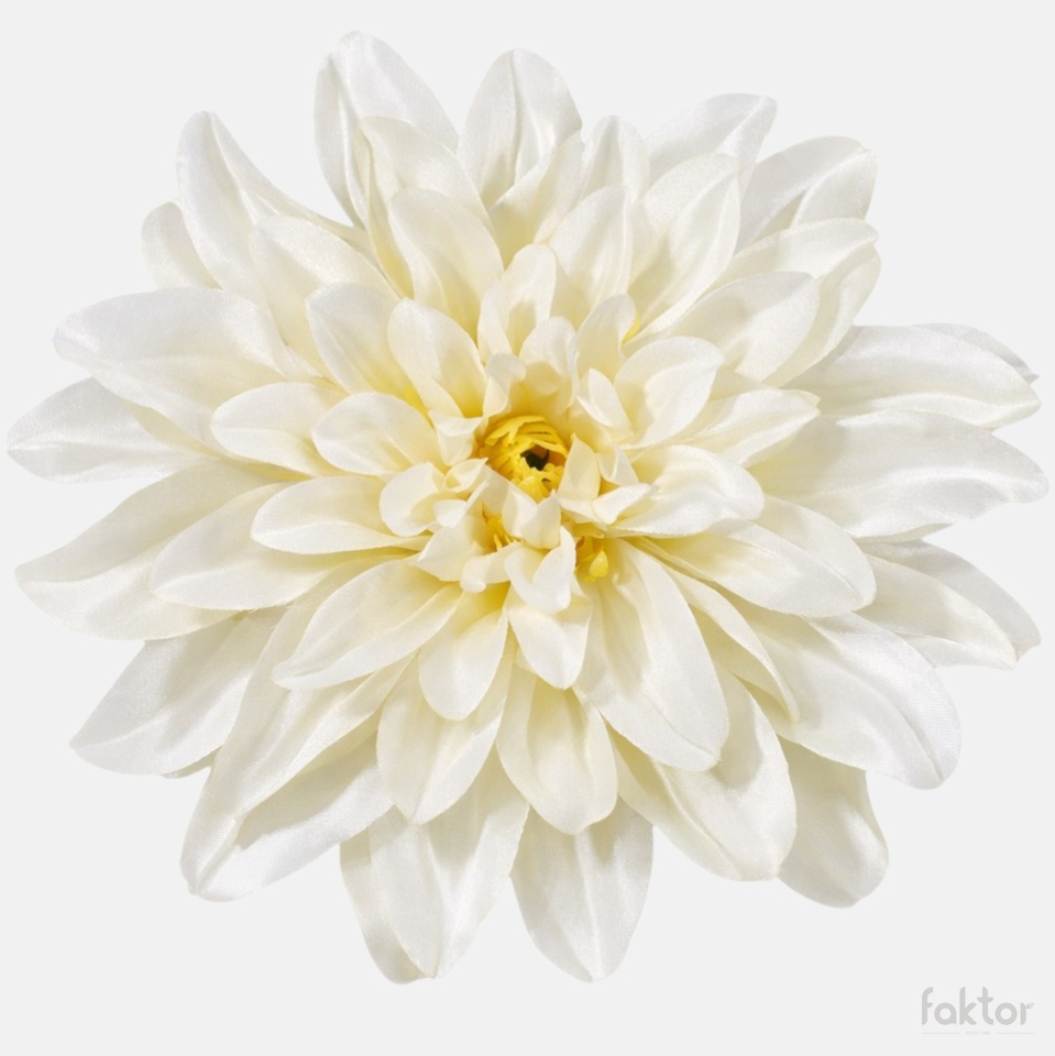 Dalia, Cream W008-02