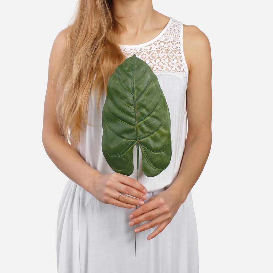 Anthurium leaf A302