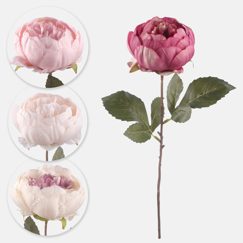 Peony, Mix 1 G472-01
