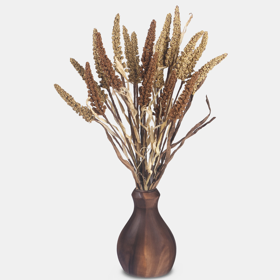 Setaria, Autumn Yellow A769-01