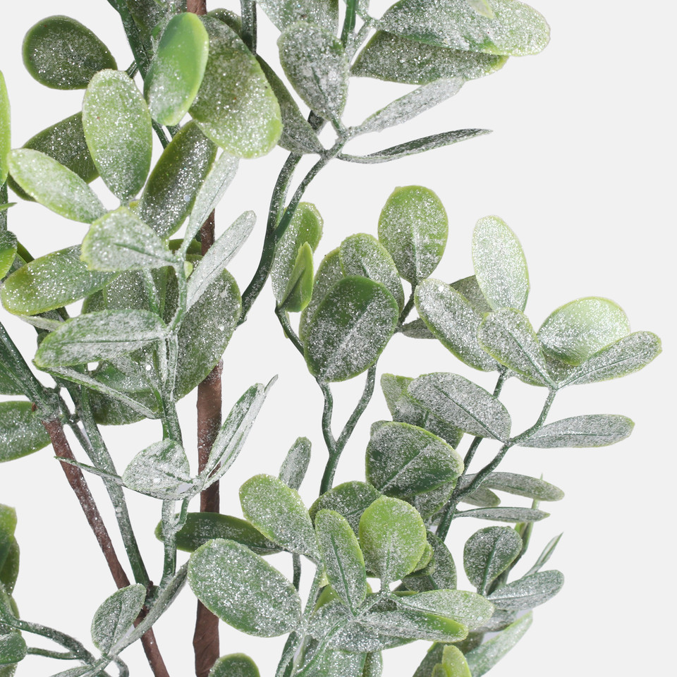 Glittered privet, Frosted Green F246S-01