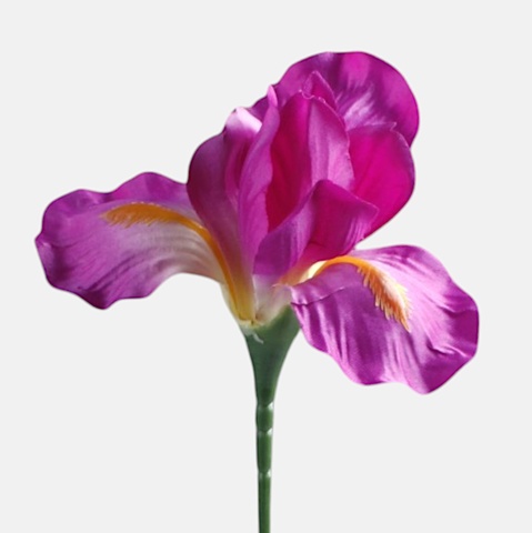Iris, Purple G142-04