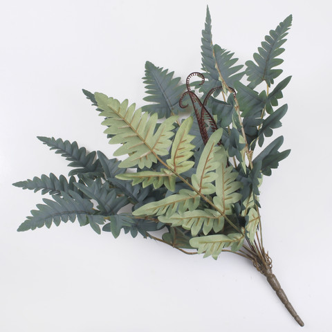 Fern Z180K
