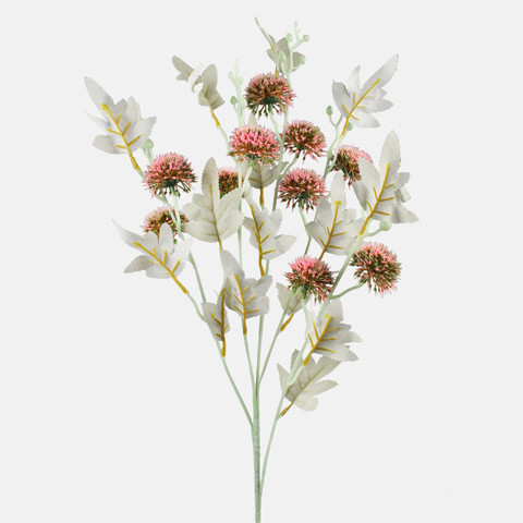 Ornamental thistle A242