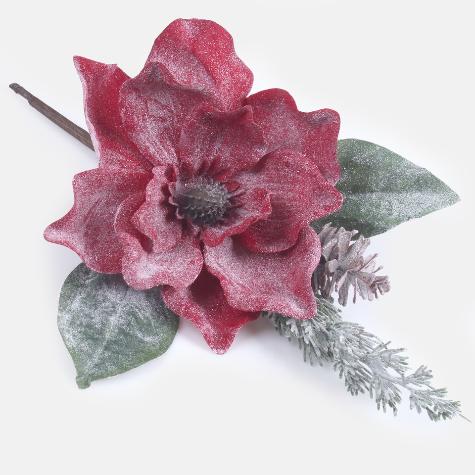 Magnolia oszroniona, Red S941-01