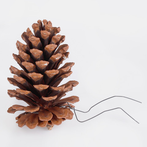 Pine cone on the wire Y599