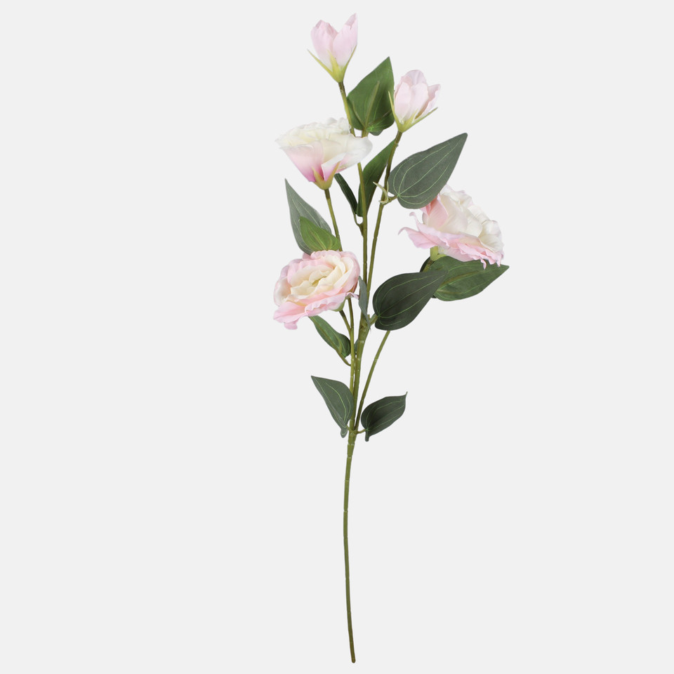 Eustoma, Cream/Lt. Pink L872-04