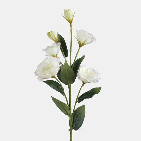 Lisianthus, Cream L771-04