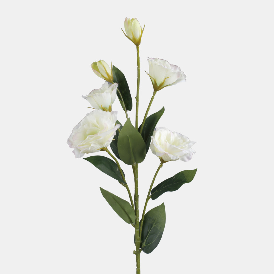 Lisianthus, Cream L771-04