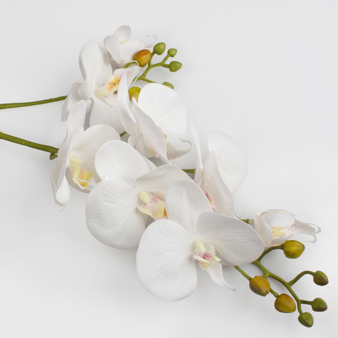 Orchid, White L765L-01