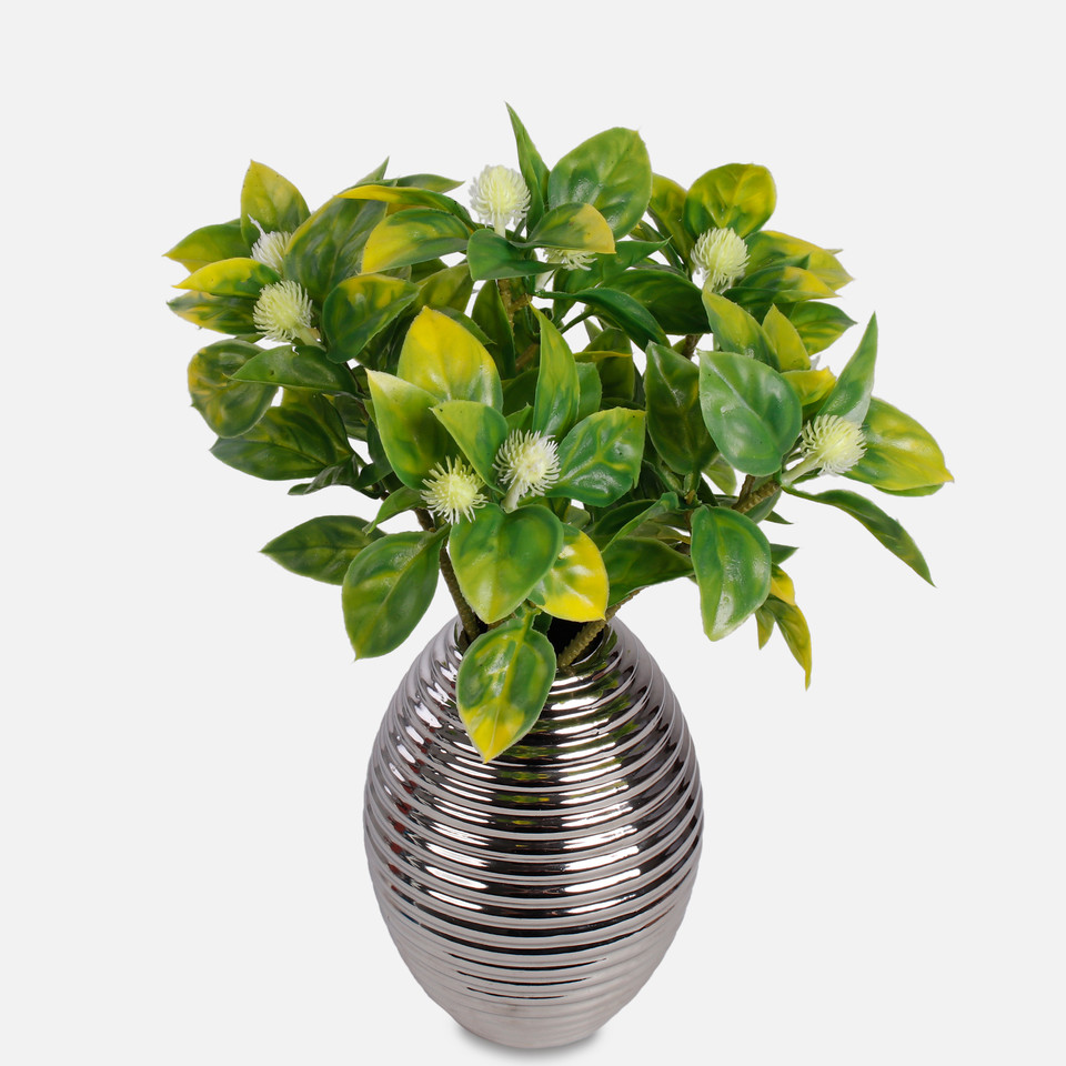 Hoya, Green/Yellow A669-02