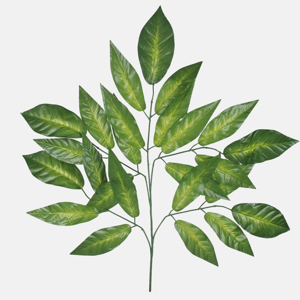 Mango, T.T. Green F183-01
