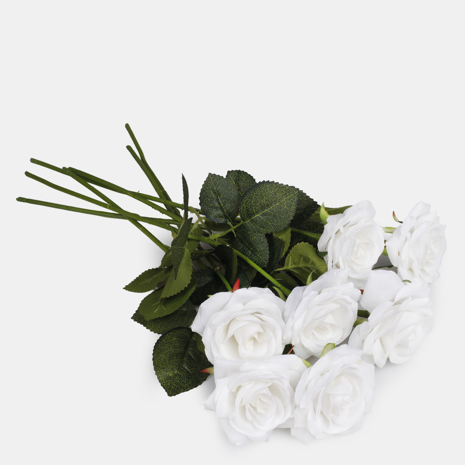 Rose, Cream G397-01