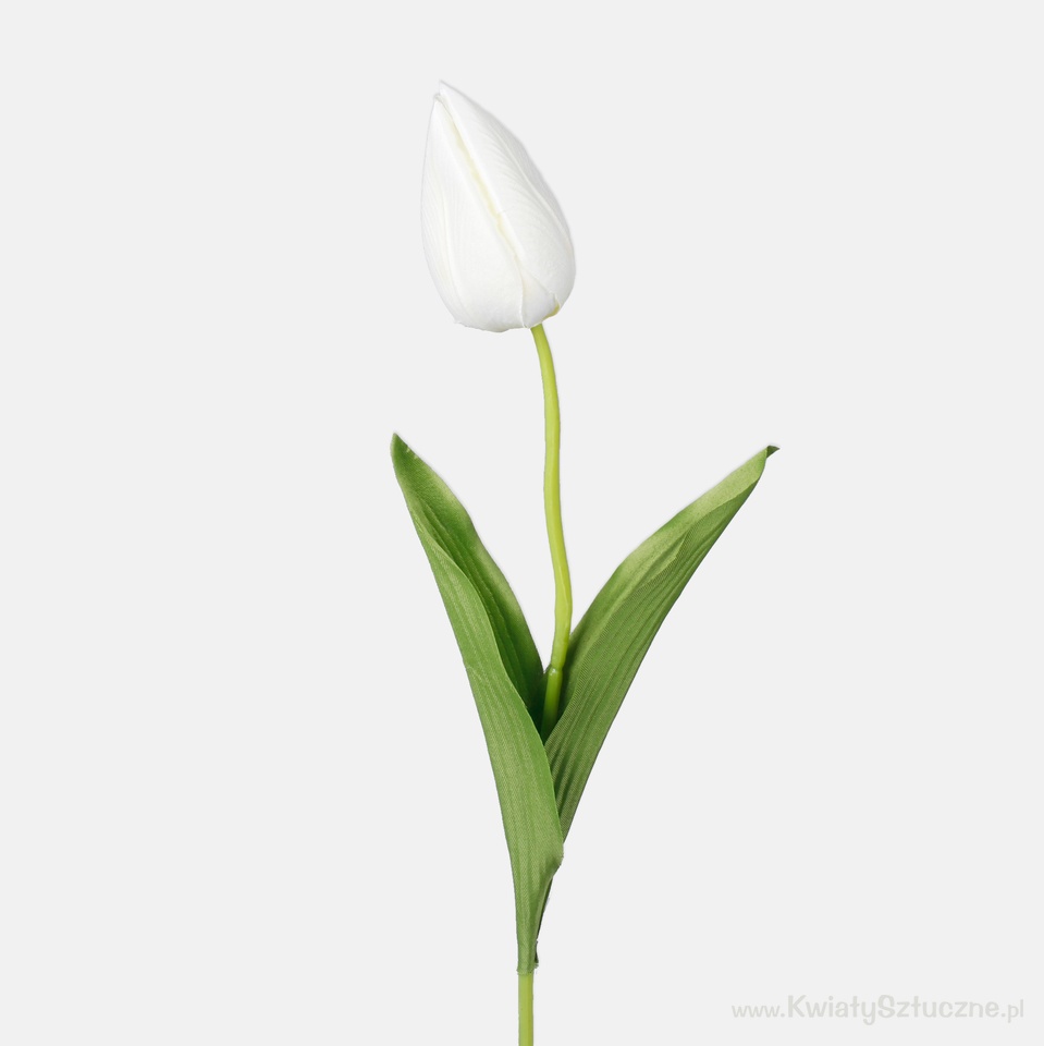 Tulip, Cream G166-02