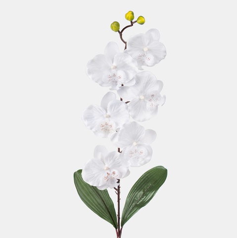 Orchid, White L160-01