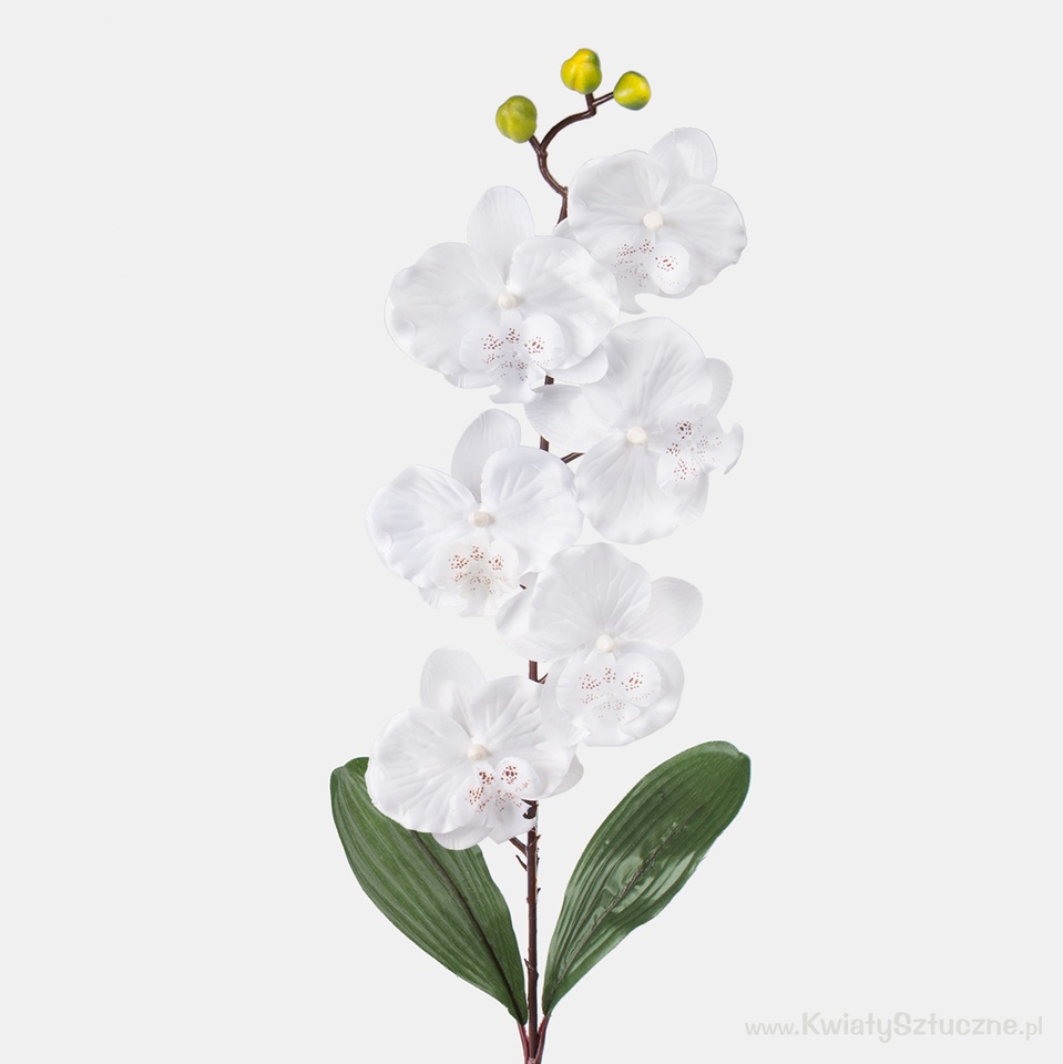 Orchid, White L160-01