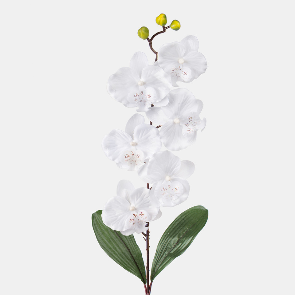 Orchid, White L160-01