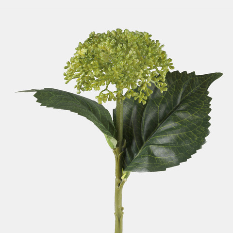 Hydrangea, Green G459-01