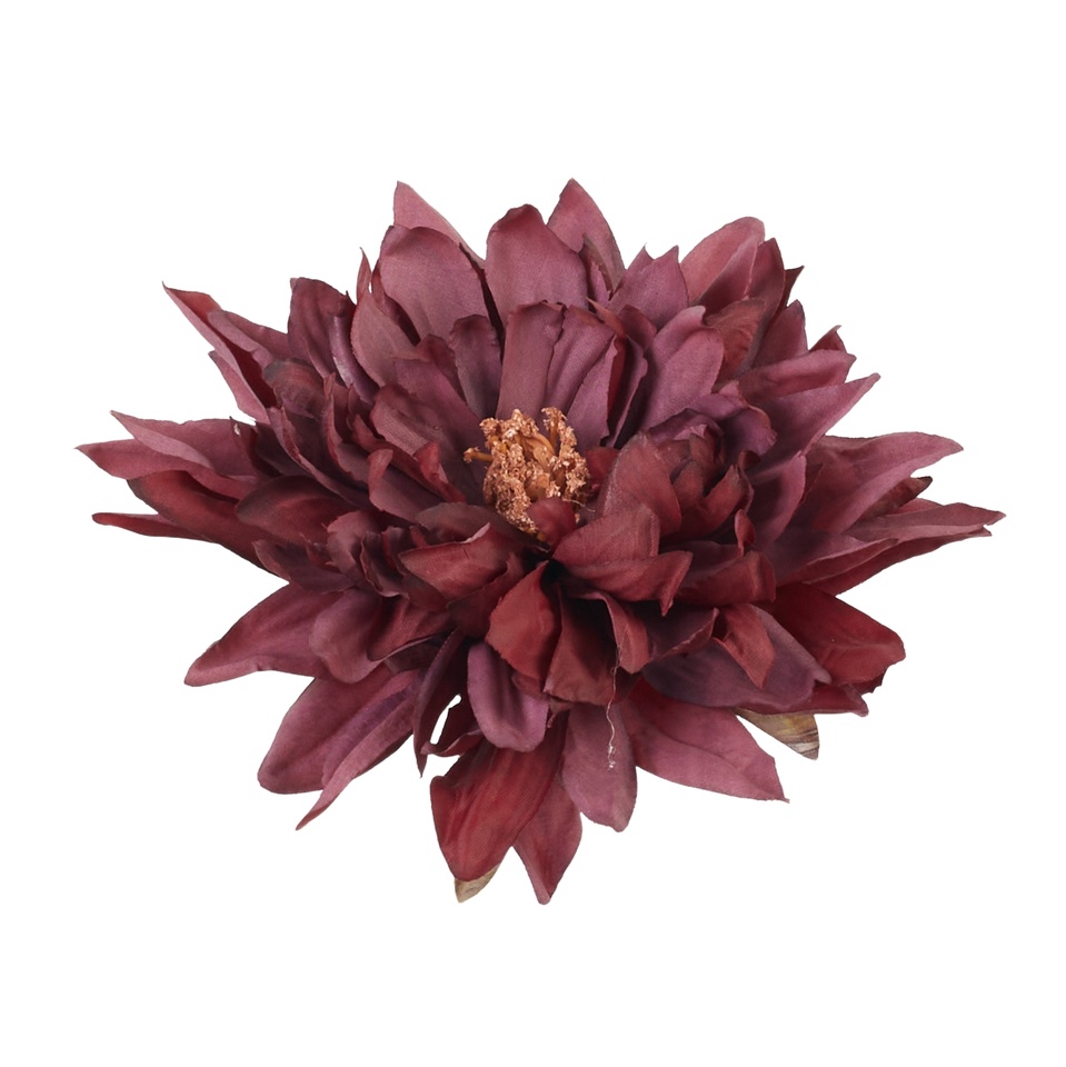 Dahlia, 12 burgundy B145-12