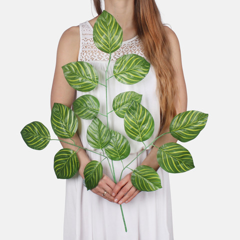 Calathea F211 (Product size)