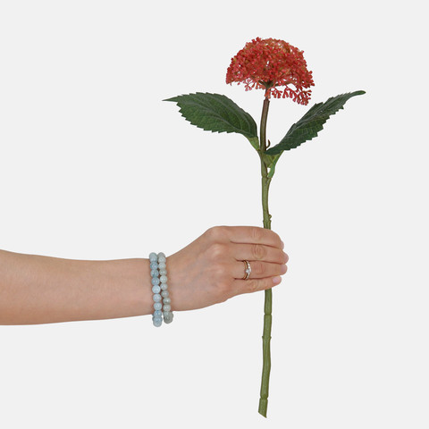 Hydrangea G459 (Product size)