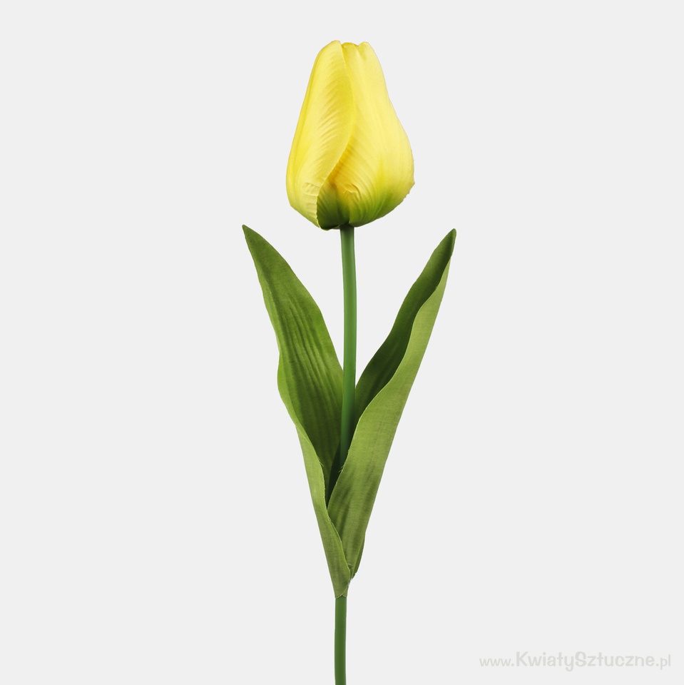 Tulip, Yellow L777-04