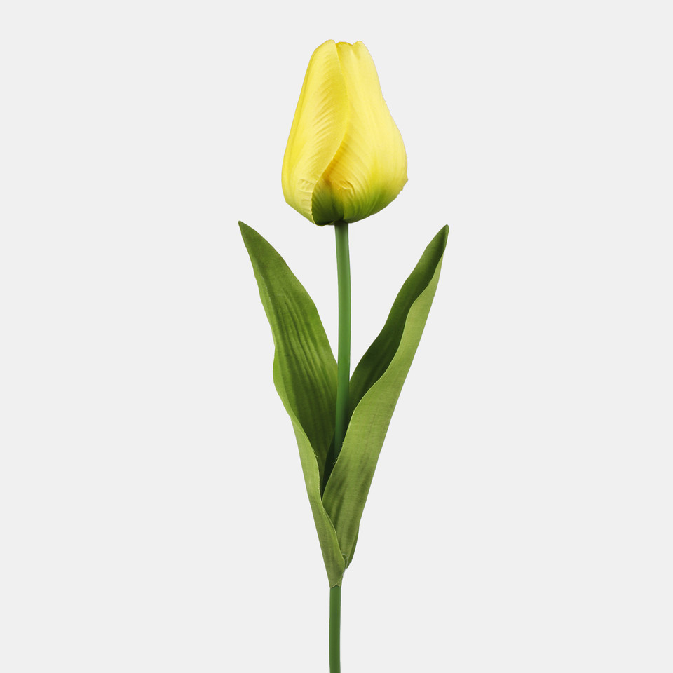 Tulipan, Yellow L777-04