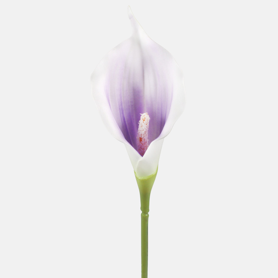 Calla, Mix 1 G463M-04