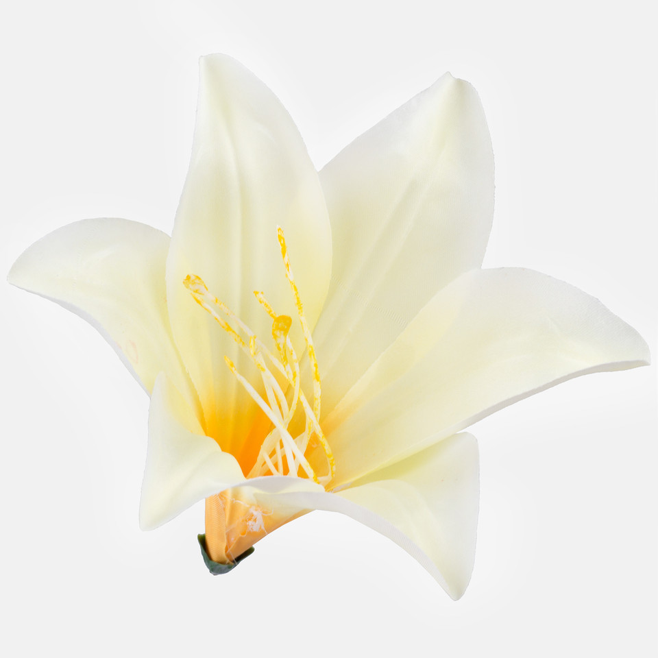 Lilia satynowa, Lt. Yellow/Orange W374-03