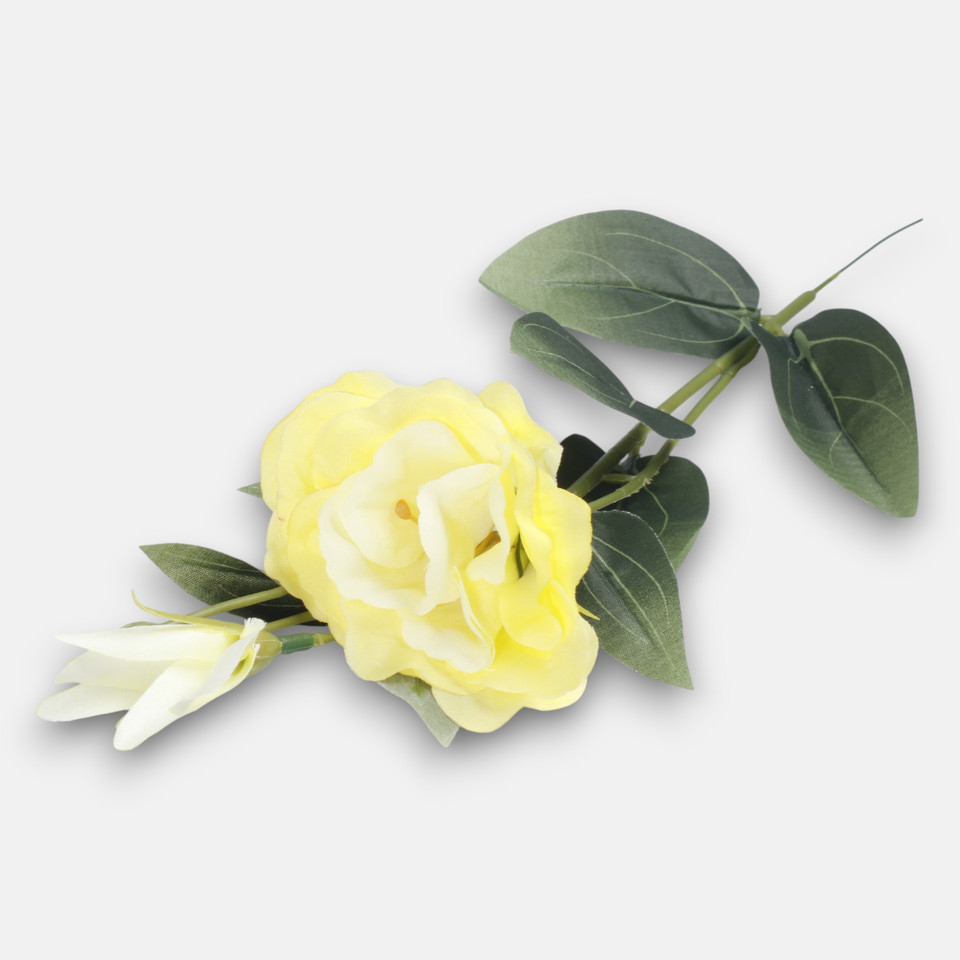 Eustoma, Yellow G426-05